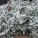 Цинерария Сильвер Фоллс 0.1 г Gl Seeds