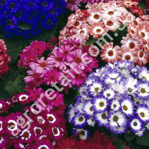 Цинерария Шедевр F1 0.01 г Gl Seeds