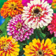 Цинія Карусель 0.25 г Gl Seeds