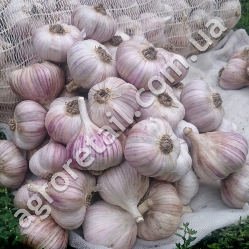 Чеснок Любаша 2 г Gl Seeds