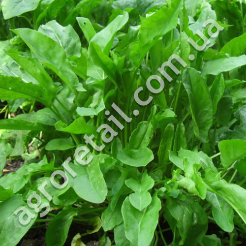 Щавель Бельвільський 10 г Gl Seeds
