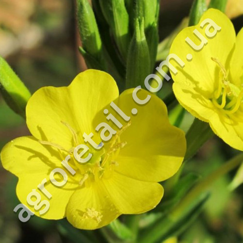 Энотера Сольвейг F1 0.2 г Gl Seeds