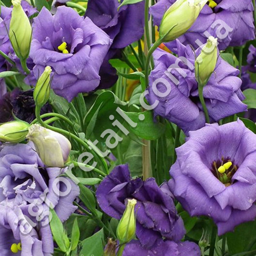 Еустома Розі Лавендер блу F1 5 шт Gl Seeds