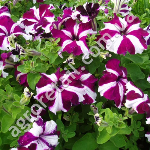 Петунія Ультра Крімсон Стар F1 10 шт Gl Seeds