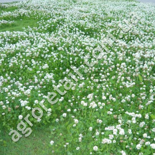 Конюшина біла Jura 500 г Feldsaaten Freudenberger