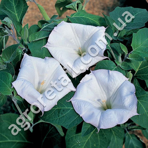 Датура Медея 0.25 г Gl Seeds