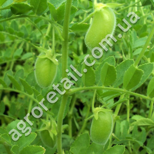 Нут Турецький горох 50 г Gl Seeds