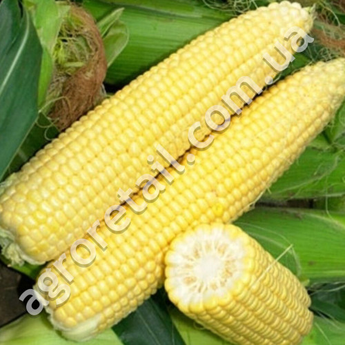 Кукурудза Вітрило F1 20 г Gl Seeds