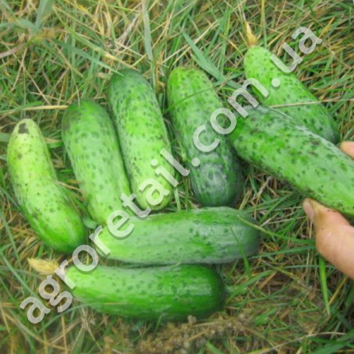 Огурец Веселые мотыльки 0.5 г Gl Seeds
