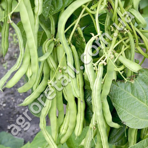 Квасоля спаржева Королева некар 10 г Gl Seeds