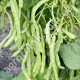 Квасоля спаржева Королева некар 10 г Gl Seeds