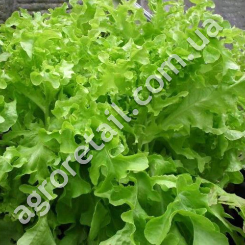 Салат Смарагдовий 1 г Gl Seeds