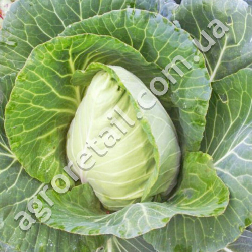 Капуста Сердце большого быка 0.5 г Gl Seeds