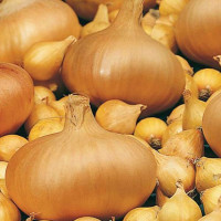 Лук севок Штутгартер Ризен 10/21 0.5 кг Top onions