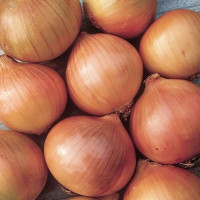 Цибуля сіянка Сеттон 8/21 0.5 кг Top onions