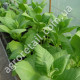 Тютюн курильний Герцеговина 0.25 г Gl Seeds