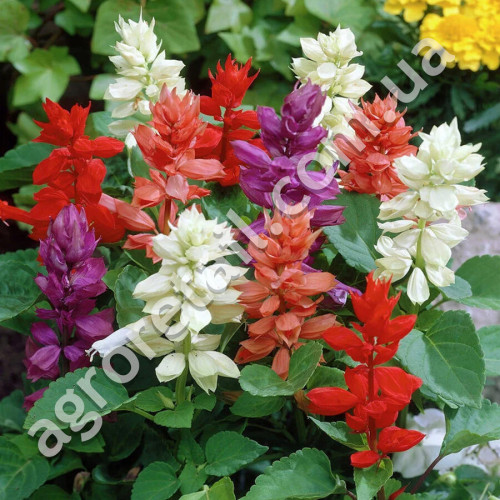 Сальвія Аморе суміш 20 шт Hem Genetics