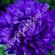 Айстра Синій магніт 0.2 г Hem Zaden