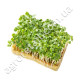 Микрозелень Руккола 10 г SeedEra