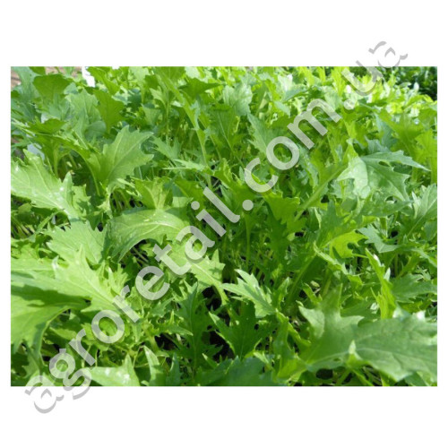 Капуста японская Мизуна зеленая 1 г Gl Seeds