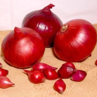 Цибуля сіянка Ред Кармен 8/21 0.5 кг Top onions