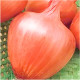 Цибуля сіянка Амфора 8/21 0.5 кг Top onions