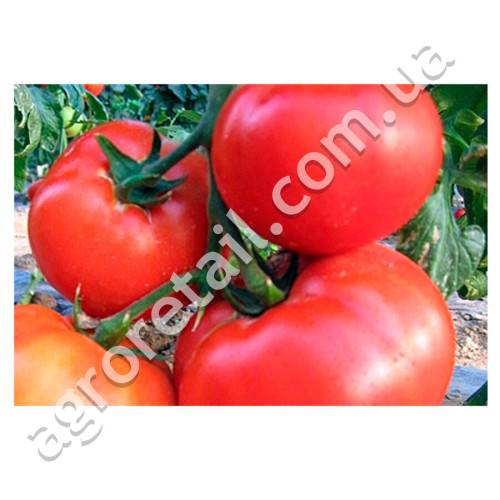 Томат Томатный король 0.1 г Gl Seeds