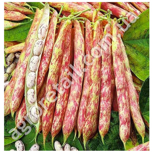 Квасоля Хіменез кучерява 15 г Gl Seeds