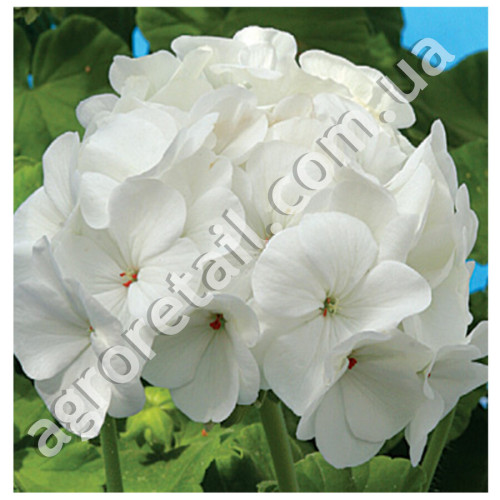Пеларгонія Бланка F1 біла 10 шт Gl Seeds
