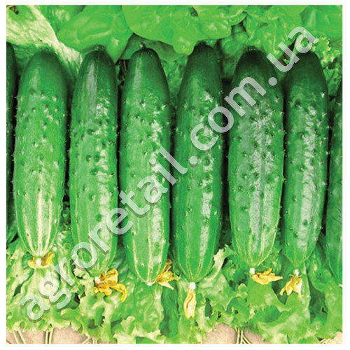 Огурец Эстафета F1 10 шт GL Seeds