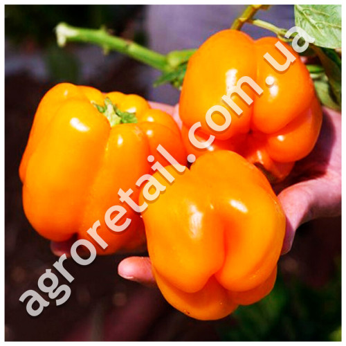 Перец Бугай 0.25 г GL Seeds