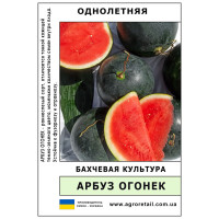 Кавун Вогник ваговий 0.5 кг Велес