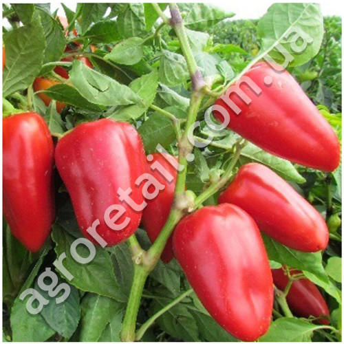Перец Подарок Молдовы 0.25 г GL Seeds