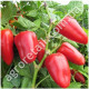Перец Подарок Молдовы 0.25 г GL Seeds