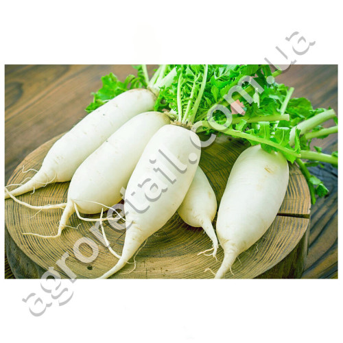 Дайкон Саша 2 г GL Seeds
