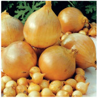 Цибуля сіянка Сеншу Еллоу 10/21 0.5 кг Top Onions