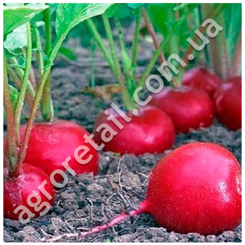 Редька зимова Червона 3 г Satimex