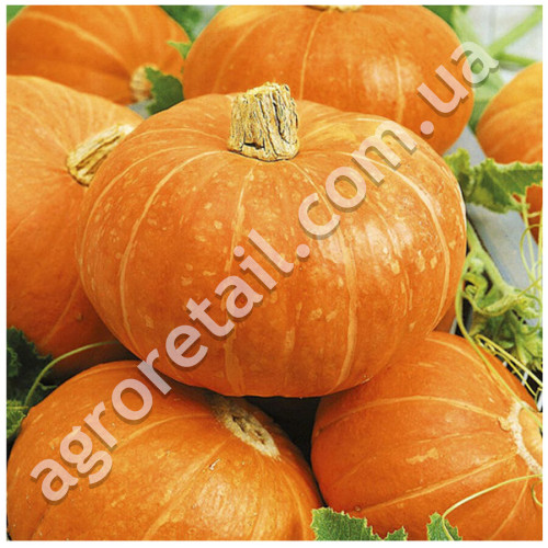 Гарбуз Конфетка 5 шт Gl Seeds