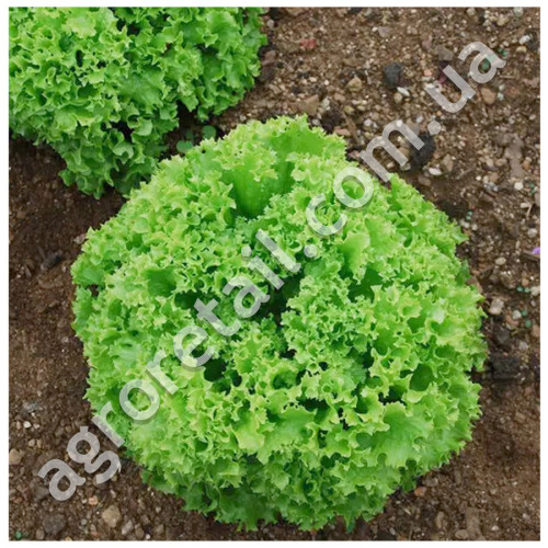 Салат Лолло Біонда 1 г Satimex