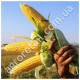 Кукурудза Сюрприз F1 20 г GL Seeds