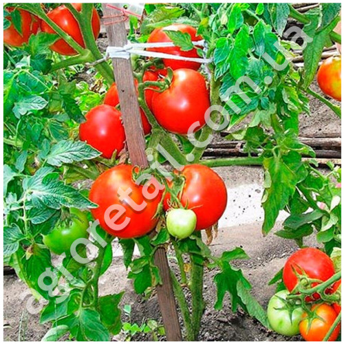 Томат Загадка 0.25 г GL Seeds