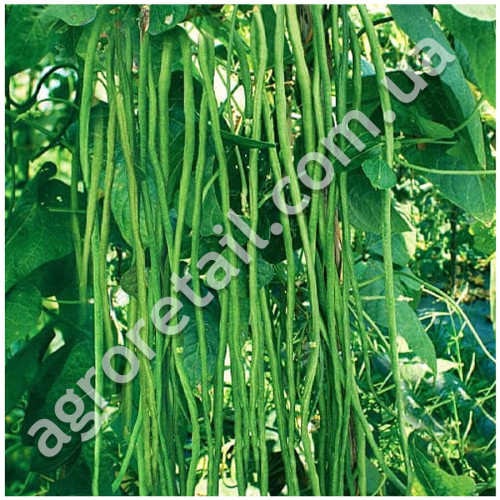 Вігна Макаретті 10 шт GL Seeds