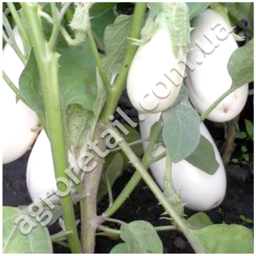 Баклажан Вкус грибов 0.25 г Gl Seeds