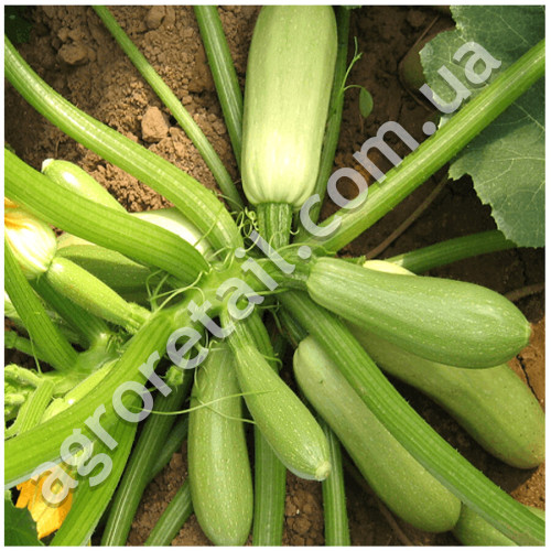 Кабачок Кущовий 3 г Gl Seeds