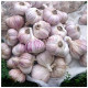 Чеснок севок Любаша 45/60 0.5 кг