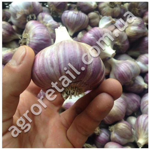 Чеснок севок Любаша 45/60 0.5 кг