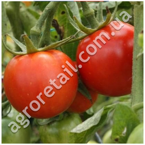 Томат Космонавт Волков 0.1 г GL Seeds