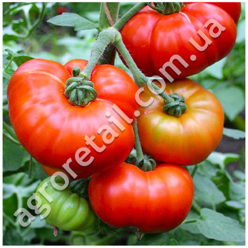 Томат Канары 0.15 г Gl Seeds