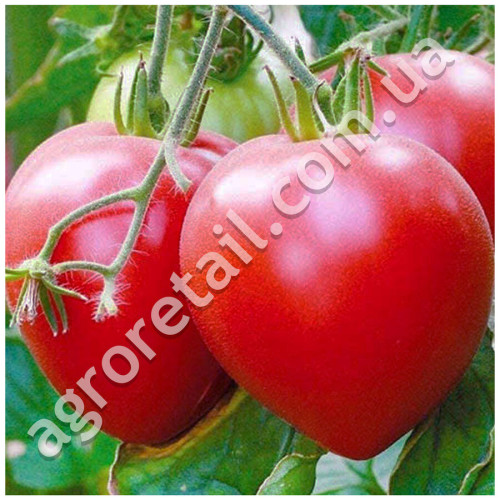 Томат Гопак 0.1 г Gl Seeds