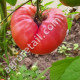 Томат Медвежья лапа 0.1 г GL Seeds